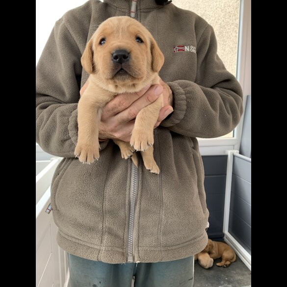 Labrador Retriever - Both