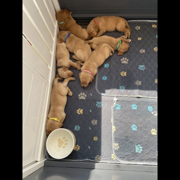 Labrador Retriever - Both