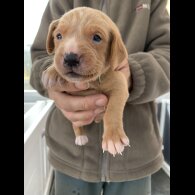 Labrador Retriever - Both