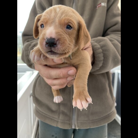 Labrador Retriever - Both