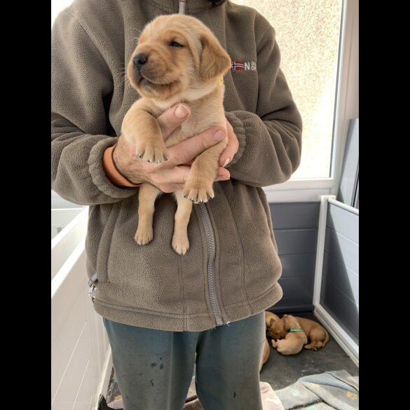 Labrador Retriever - Both