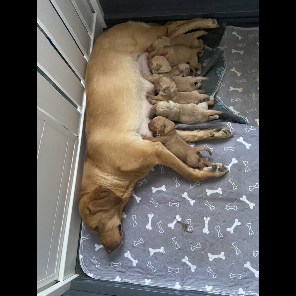 Labrador Retriever - Both