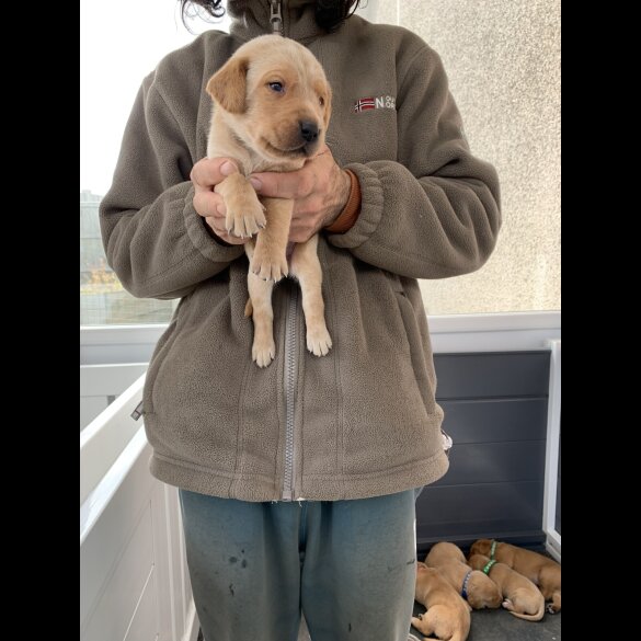 Labrador Retriever - Both