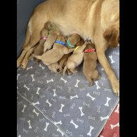 Labrador Retriever - Both