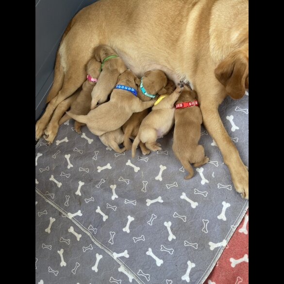 Labrador Retriever - Both