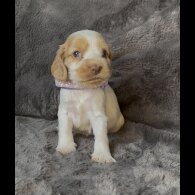 Cocker Spaniel (Working &amp; Show) - Both