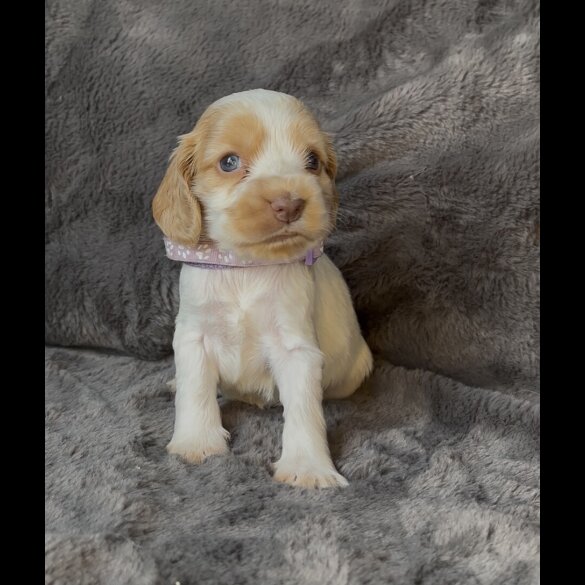 Cocker Spaniel (Working &amp; Show) - Both