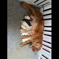 Cocker Spaniel (Working &amp; Show) - Both