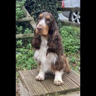Cocker Spaniel (Working &amp; Show) - Both