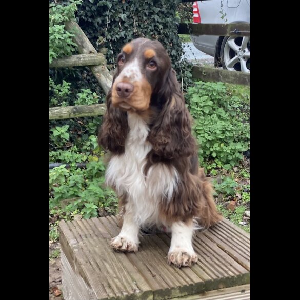 Cocker Spaniel (Working &amp; Show) - Both
