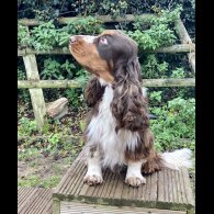 Cocker Spaniel (Working &amp; Show) - Both