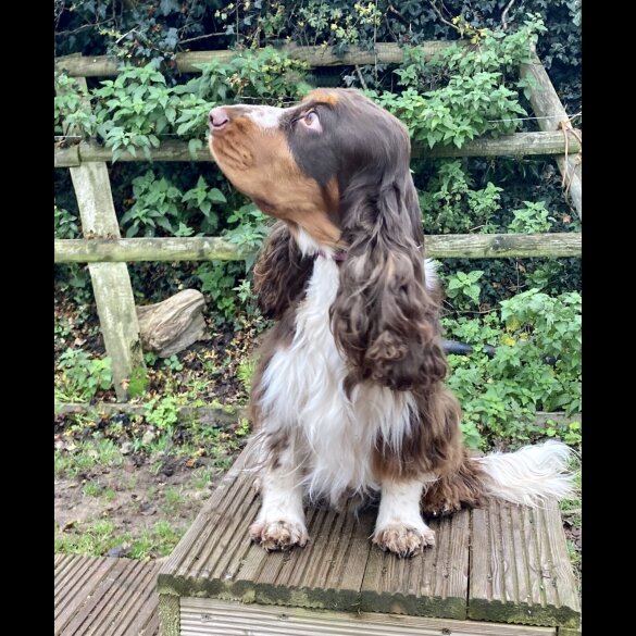 Cocker Spaniel (Working &amp; Show) - Both