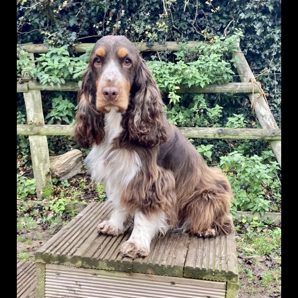 Cocker Spaniel (Working &amp; Show) - Both