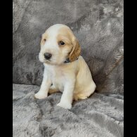 Cocker Spaniel (Working &amp; Show) - Both