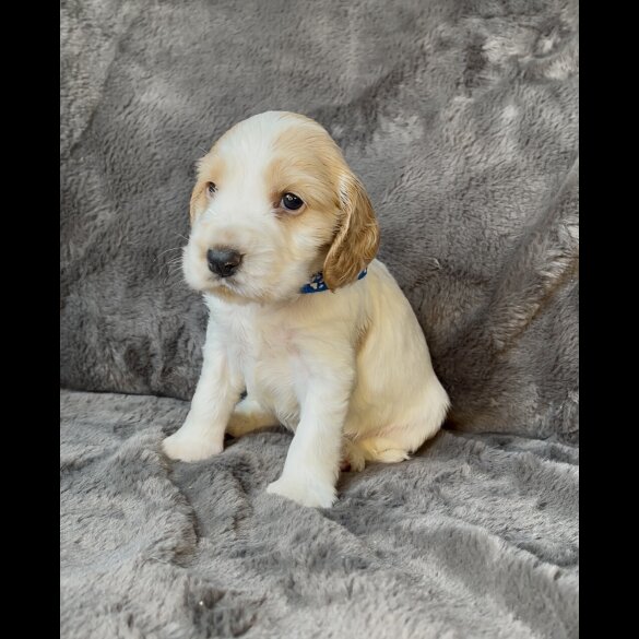 Cocker Spaniel (Working &amp; Show) - Both