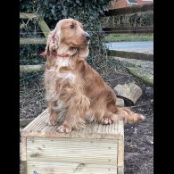 Cocker Spaniel (Working &amp; Show) - Both