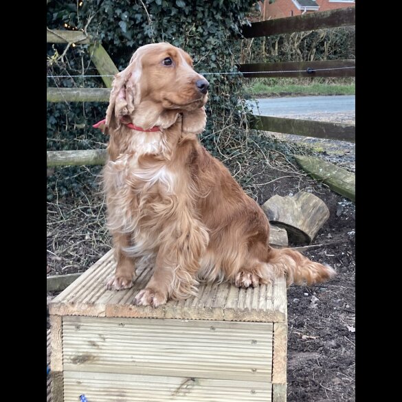 Cocker Spaniel (Working &amp; Show) - Both