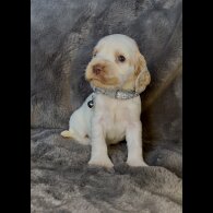 Cocker Spaniel (Working &amp; Show) - Both