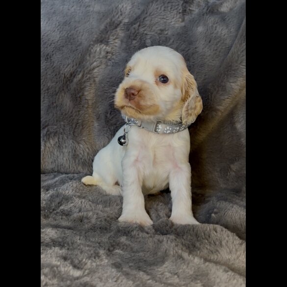 Cocker Spaniel (Working &amp; Show) - Both