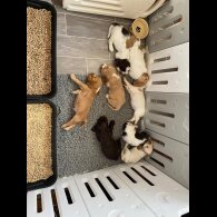 Cocker Spaniel (Working &amp; Show) - Both