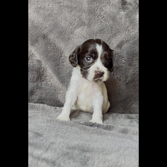 Cocker Spaniel (Working &amp; Show) - Both