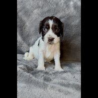 Cocker Spaniel (Working &amp; Show) - Both