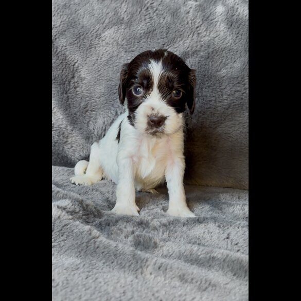 Cocker Spaniel (Working &amp; Show) - Both