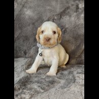 Cocker Spaniel (Working &amp; Show) - Both