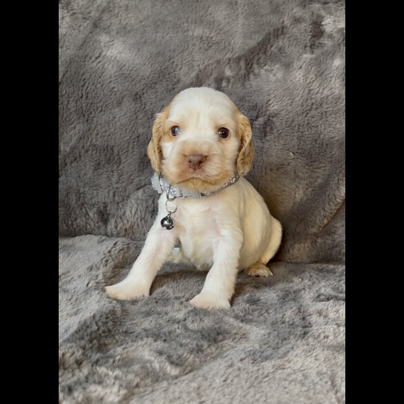 Cocker Spaniel (Working &amp; Show) - Both