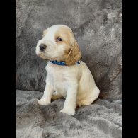 Cocker Spaniel (Working &amp; Show) - Both