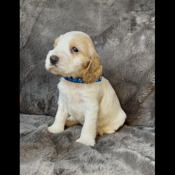 Cocker Spaniel (Working &amp; Show) - Both