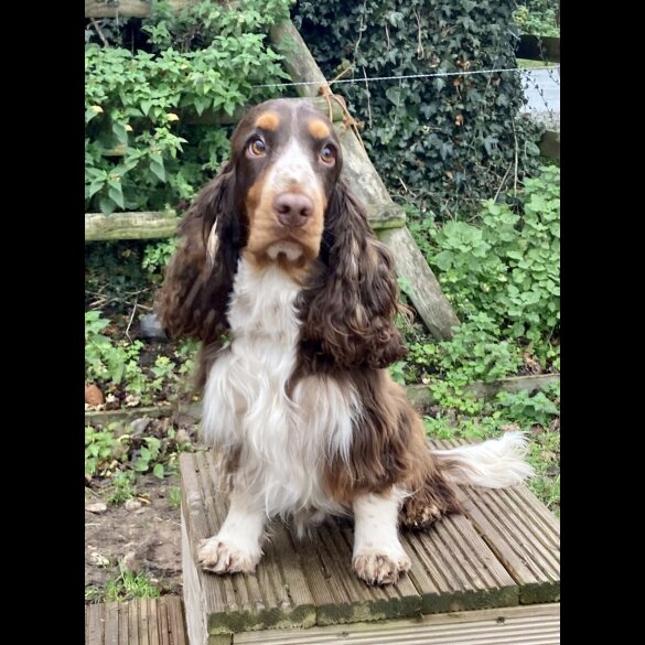 Cocker Spaniel (Working &amp; Show) - Both