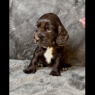 Cocker Spaniel (Working &amp; Show) - Both