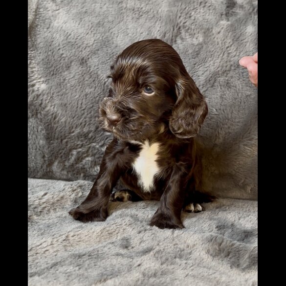 Cocker Spaniel (Working &amp; Show) - Both