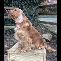 Cocker Spaniel (Working &amp; Show) - Both