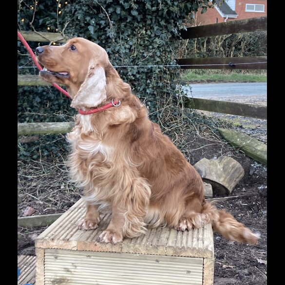 Cocker Spaniel (Working &amp; Show) - Both
