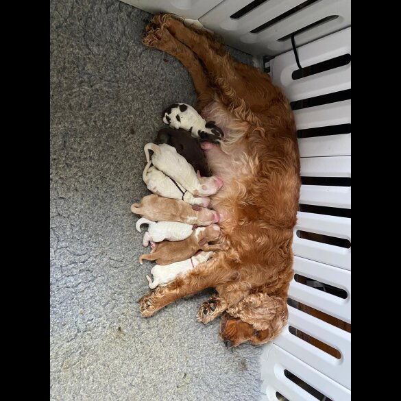 Cocker Spaniel (Working &amp; Show) - Both