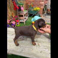 Doberman - Both