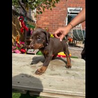 Doberman - Both