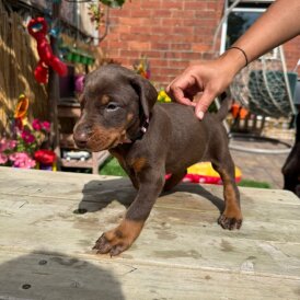 Doberman - Both