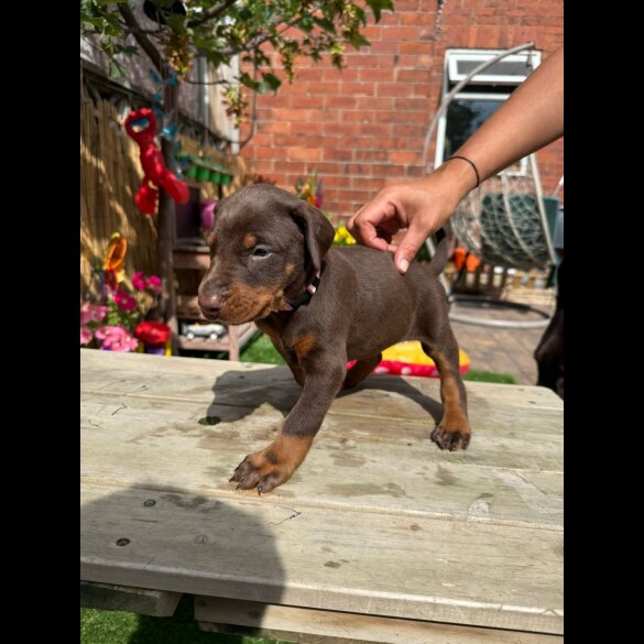 Doberman - Both