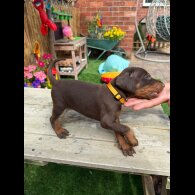 Doberman - Both