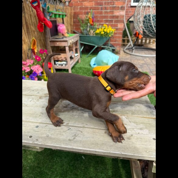 Doberman - Both