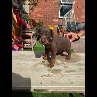 Doberman - Both