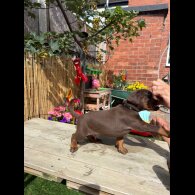 Doberman - Both