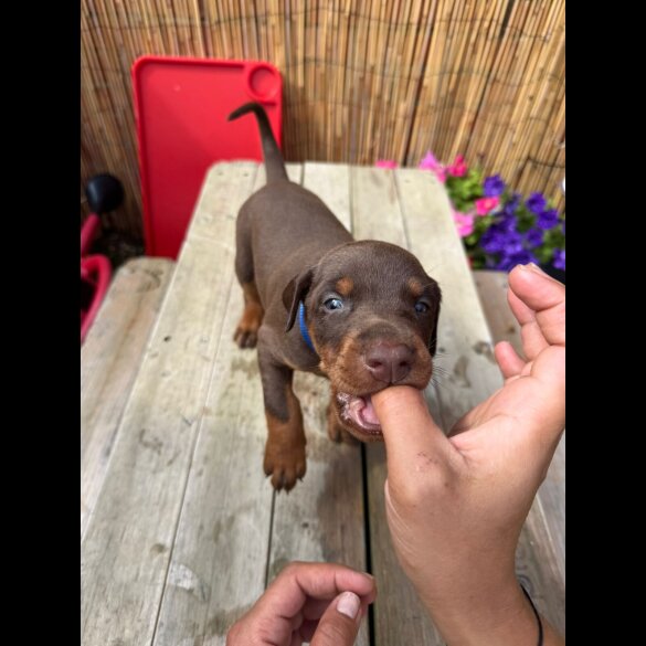 Doberman - Both