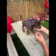 Doberman - Both