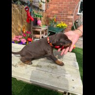 Doberman - Both