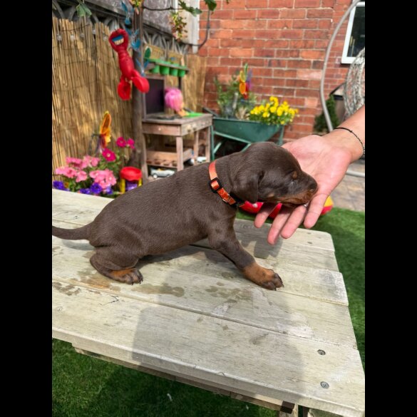 Doberman - Both