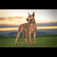 Doberman - Both